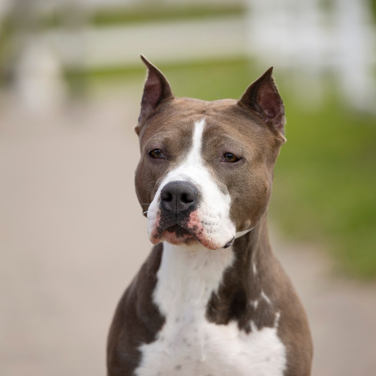 Отзывы. Фотограф анималист, семейный фотограф, фотограф собак Комратова Мария. г. Москва