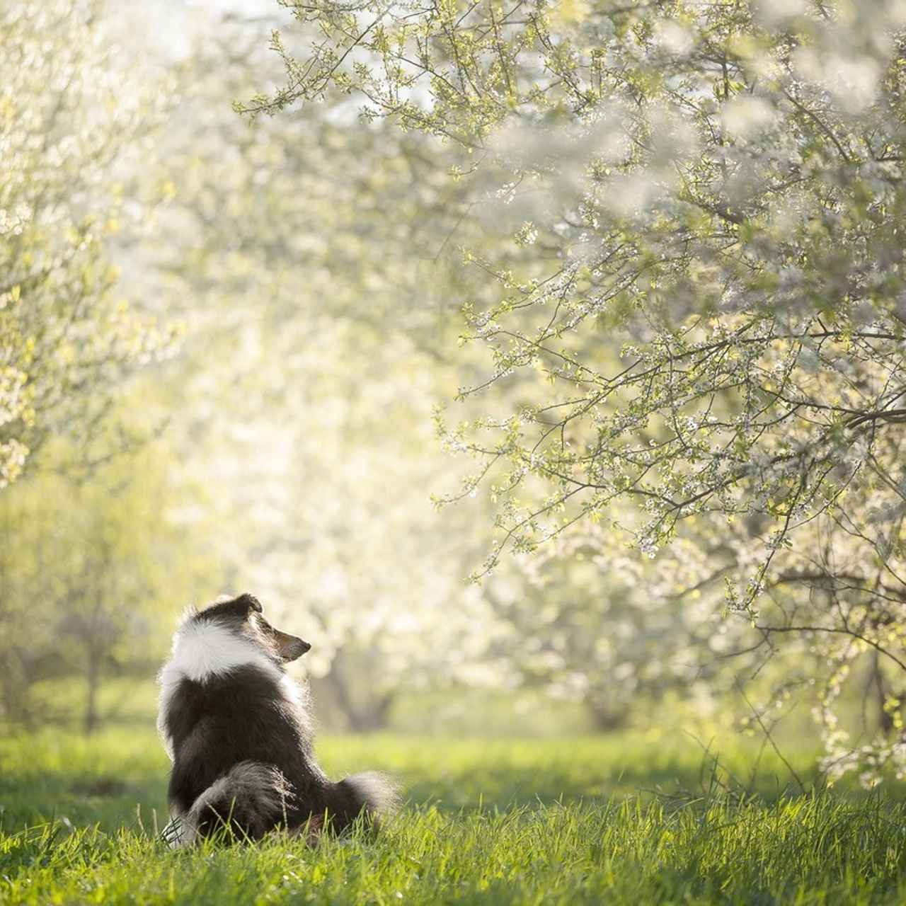 Отзывы. Фотограф анималист, семейный фотограф, фотограф собак Комратова Мария. г. Москва