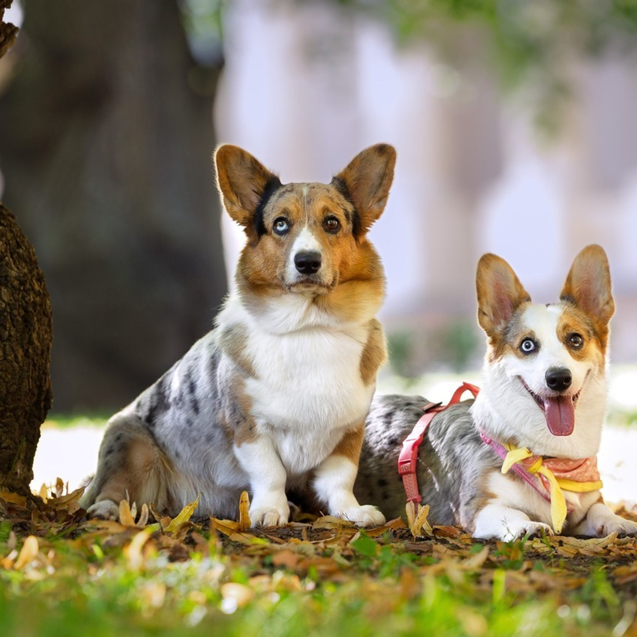 Отзывы. Фотограф анималист, семейный фотограф, фотограф собак Комратова Мария. г. Москва