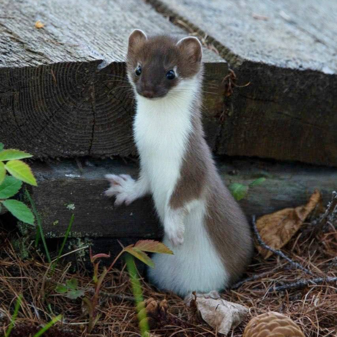 Тур на плато Путорана с вертолетом 2026 — в панорамных домиках