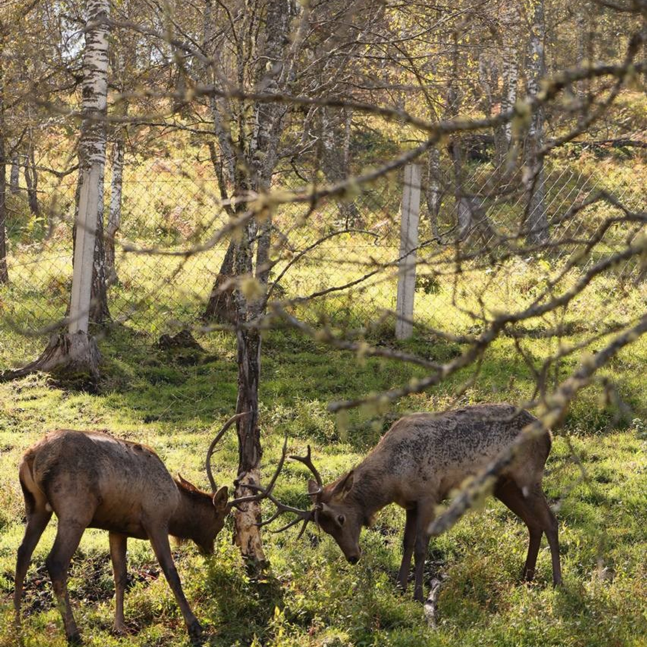 Тур на Алтай —  с комфортом летом