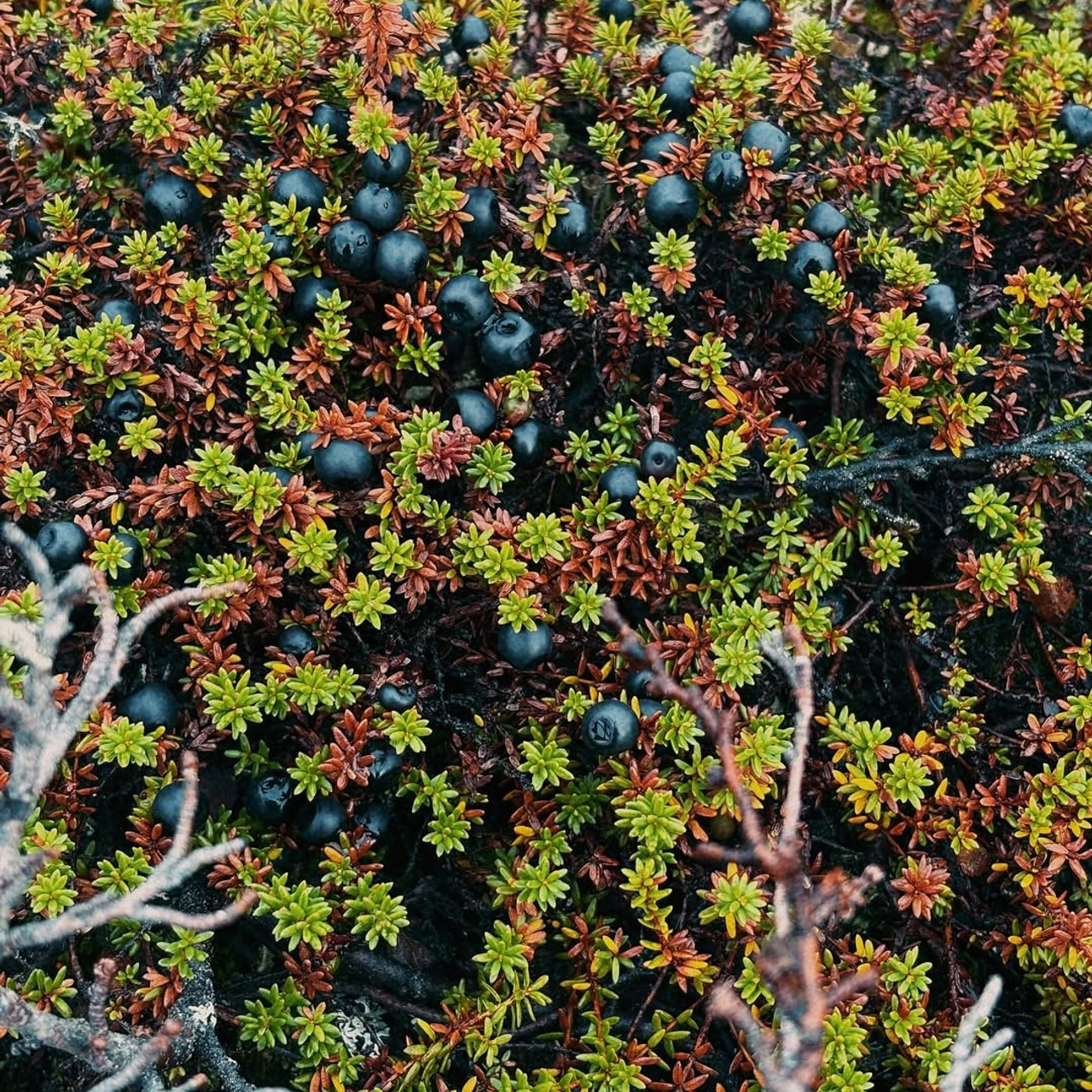 Тур в Мурманск лето 2026 — Двойные шансы встретить китов