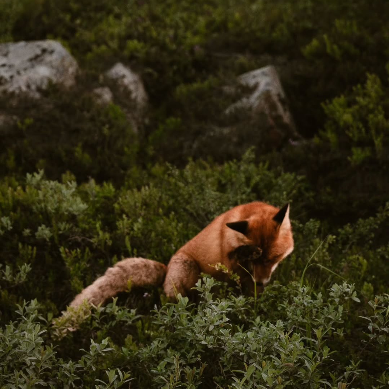 Тур в Мурманск лето 2026 — Двойные шансы встретить китов