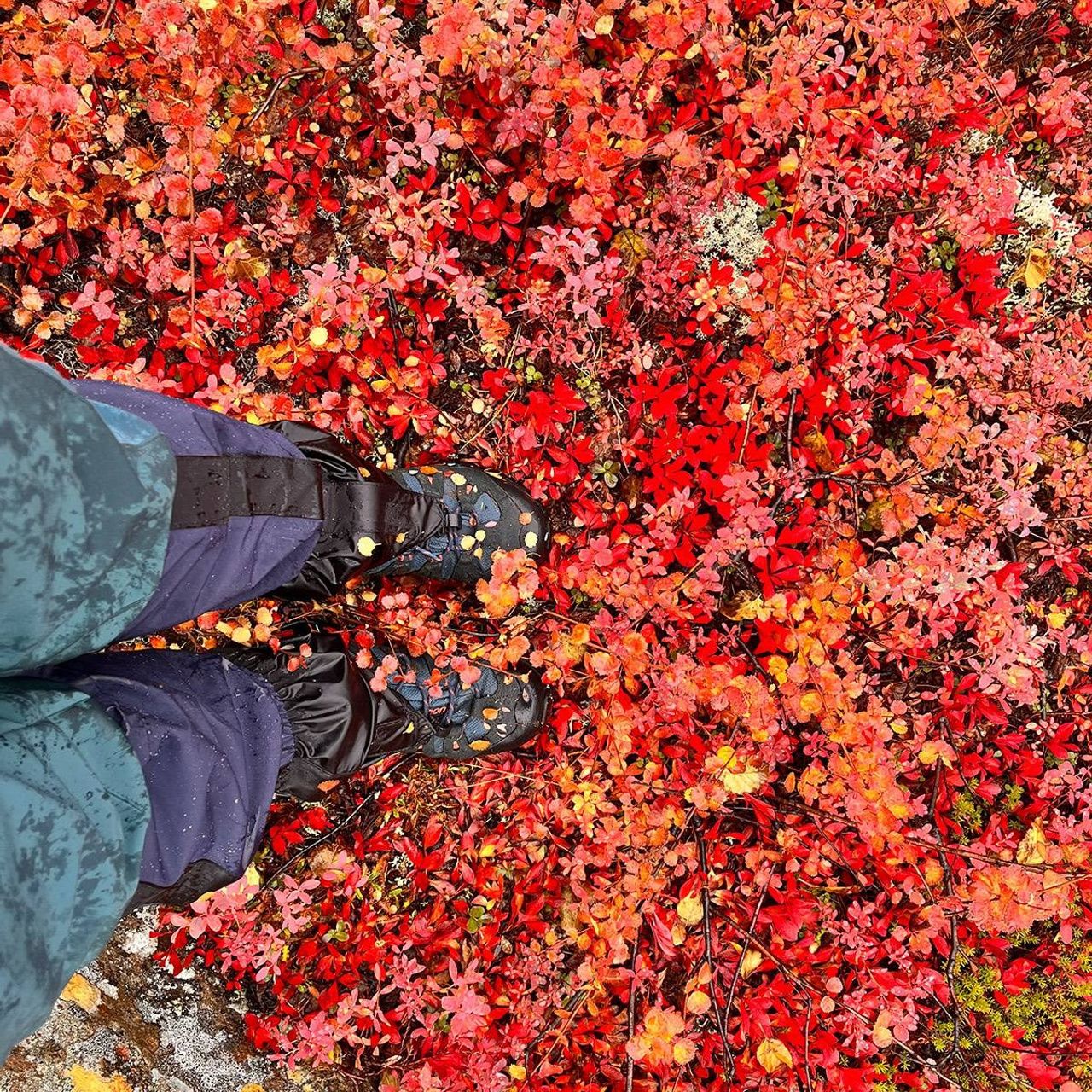 Тур на плато Путорана с вертолетом 2026 — в панорамных домиках