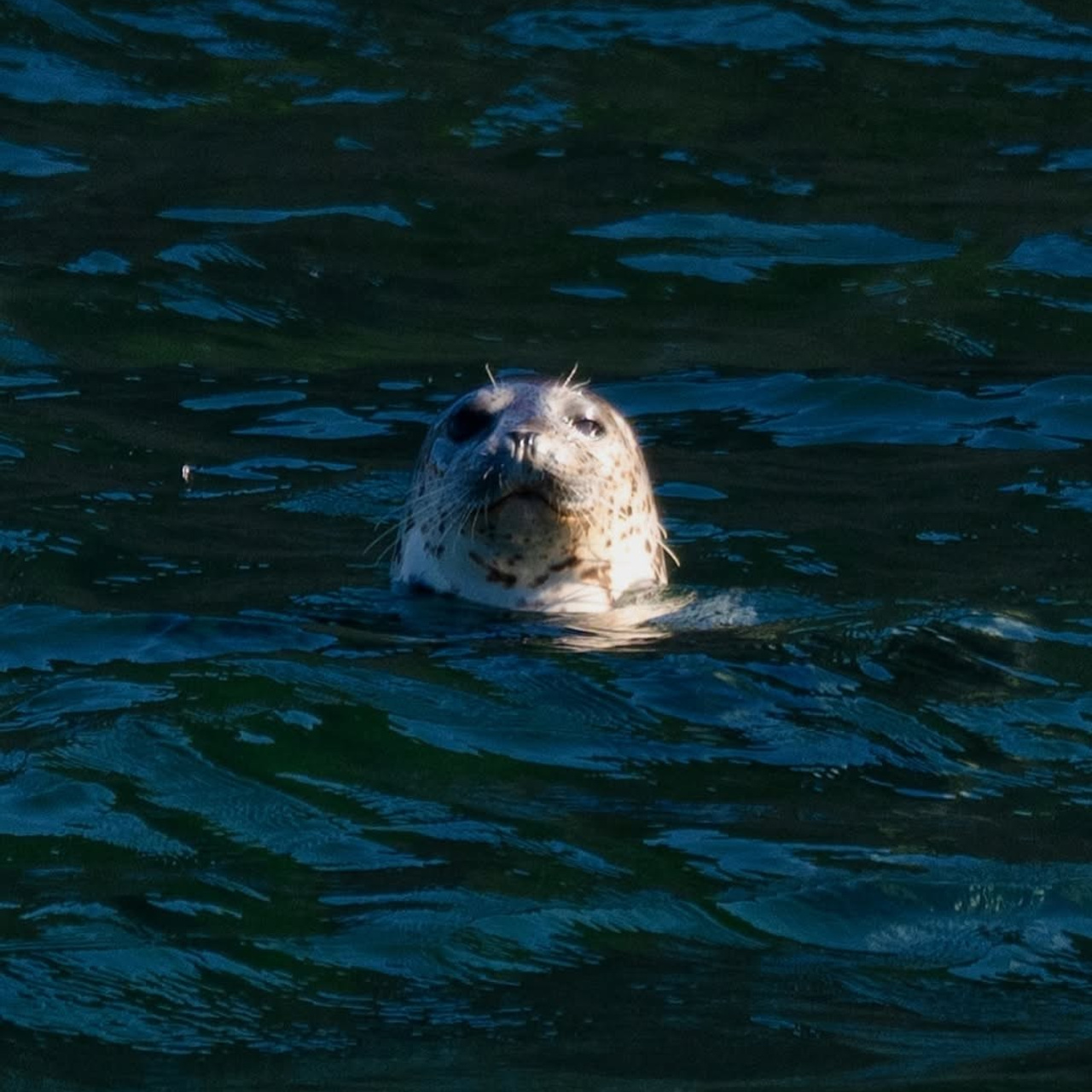 Сахалин + Итуруп