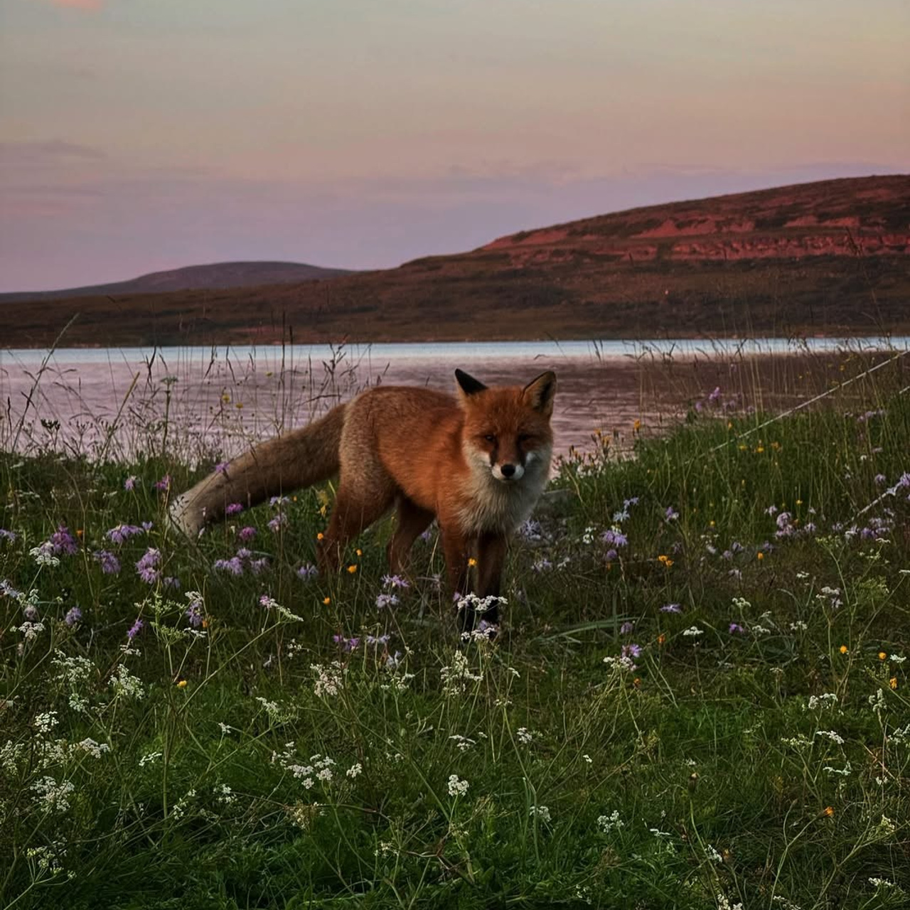 Тур в Мурманск лето 2026 — Двойные шансы встретить китов