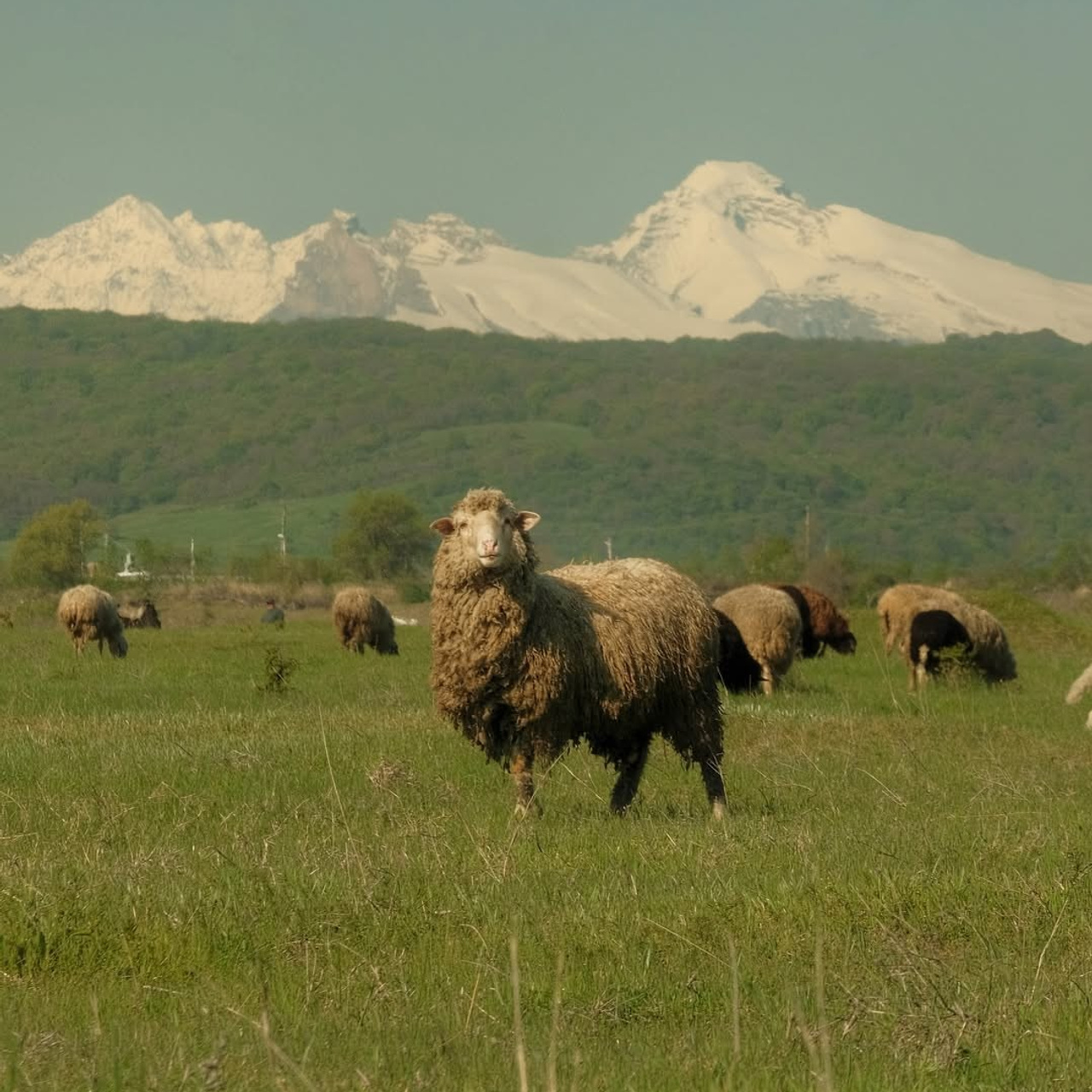 Осетия | премиум