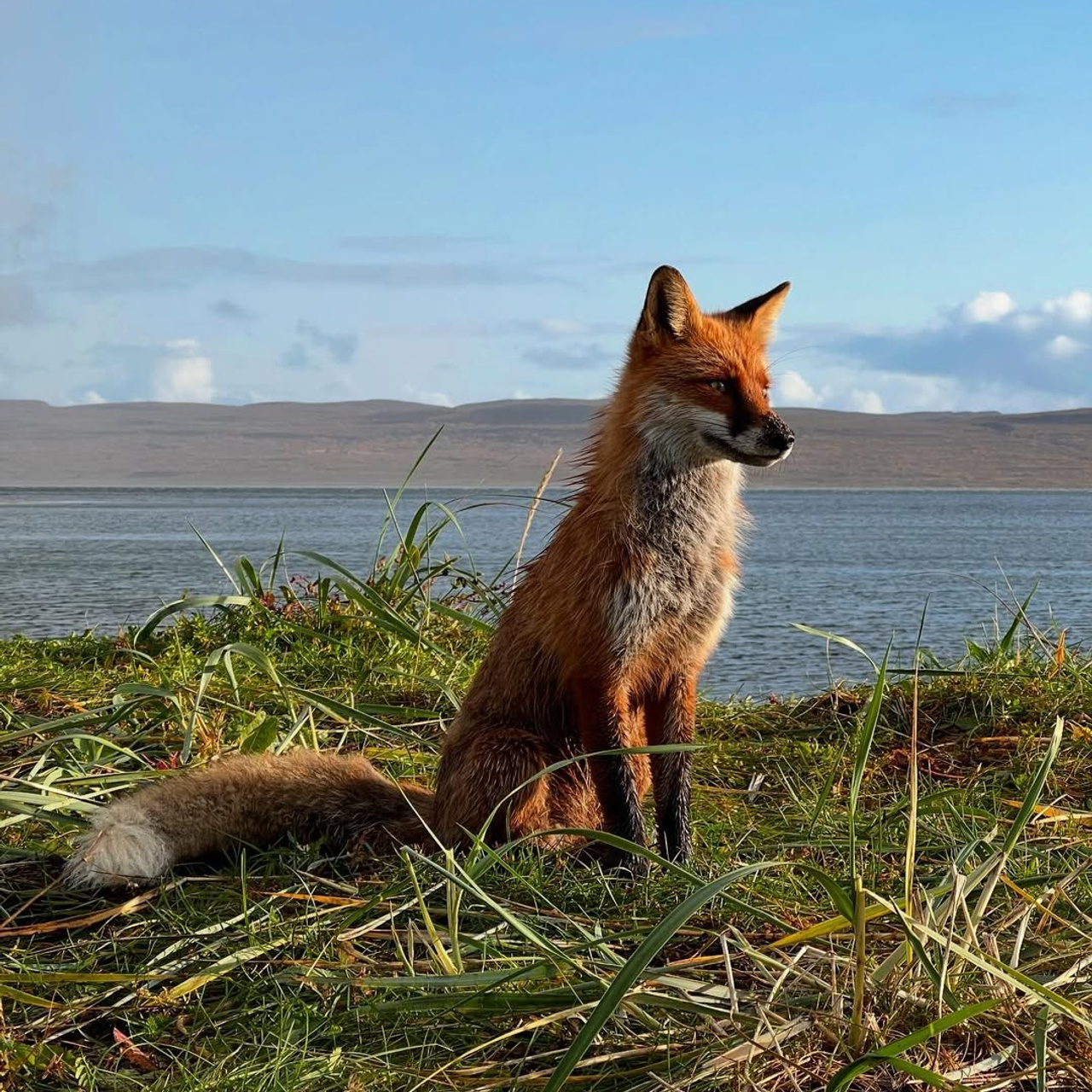 Тур в Мурманск лето 2026 — Двойные шансы встретить китов