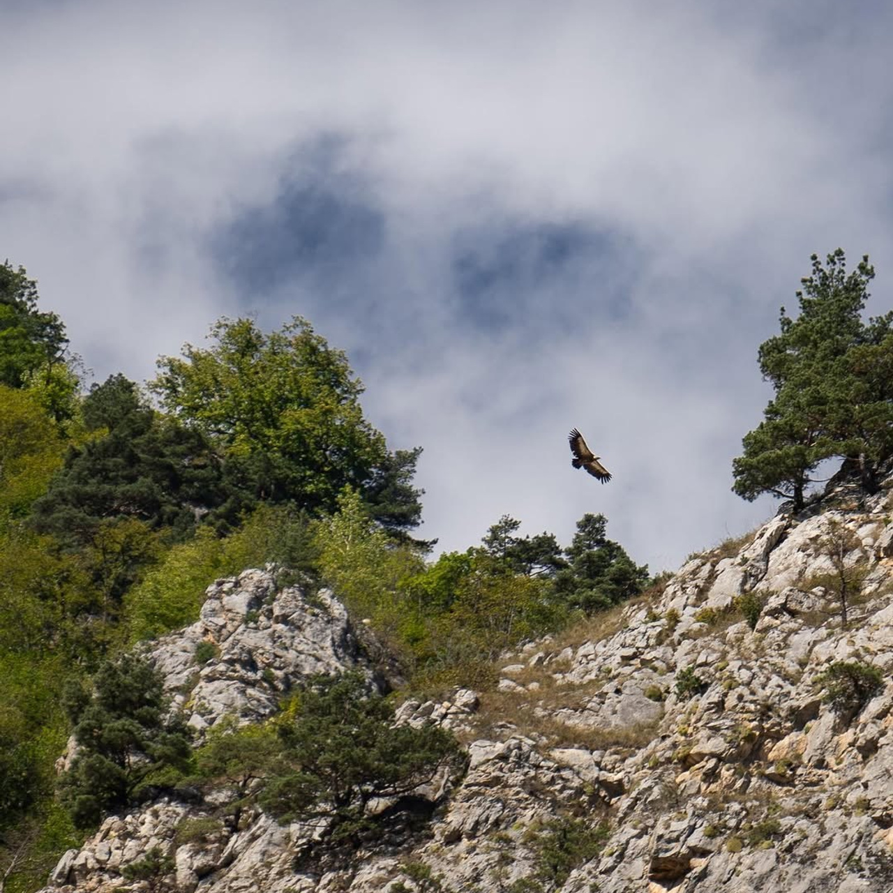 Осетия | премиум