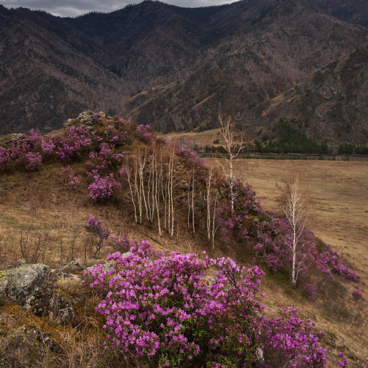 Фототур на Алтай Весеннее цветение. Профессиональный пейзажный фотограф Алёна Рубан