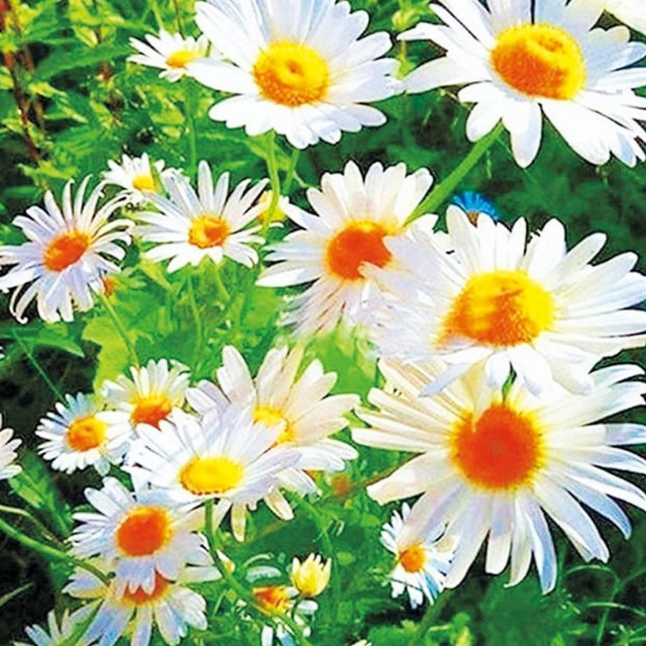 Животные и птицы. Алмазная мозаика CVL