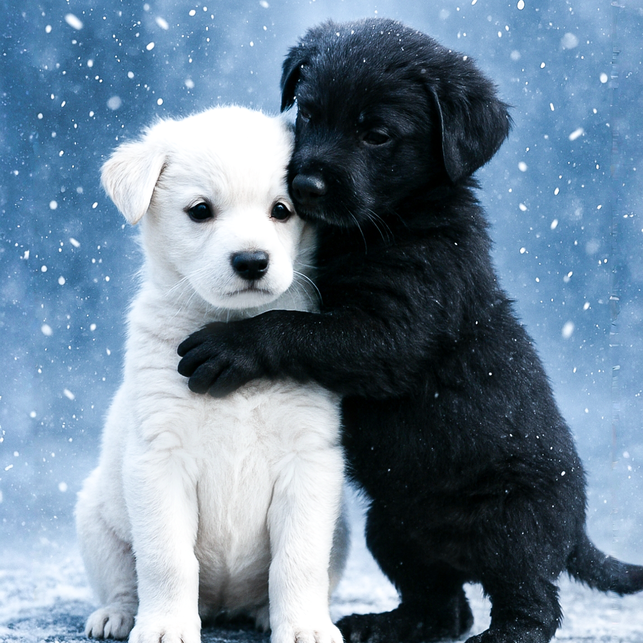 Инь Янь. Алмазная мозаика CVL