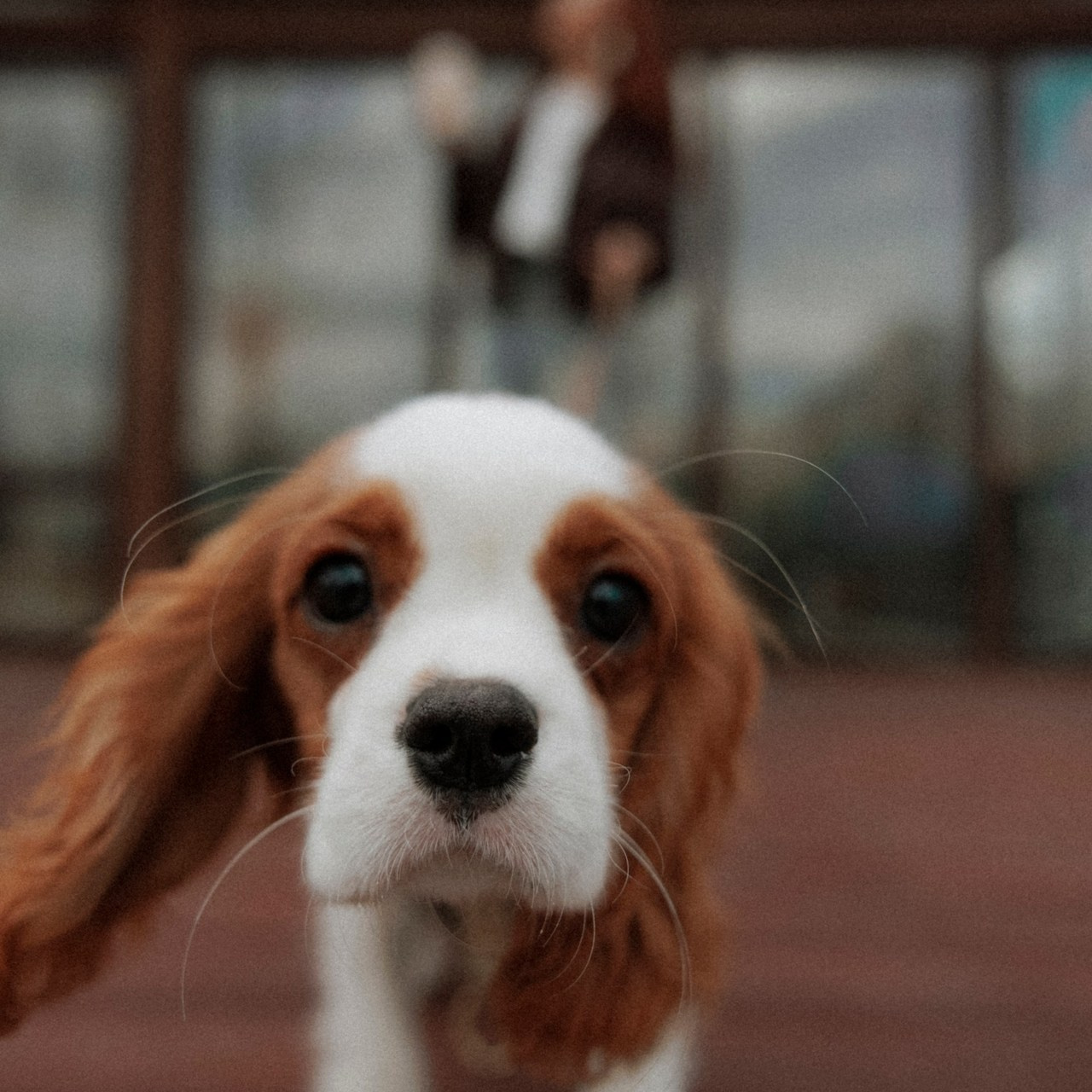 Отзывы. Свадебный фотограф в Москве, Самаре, Тольятти