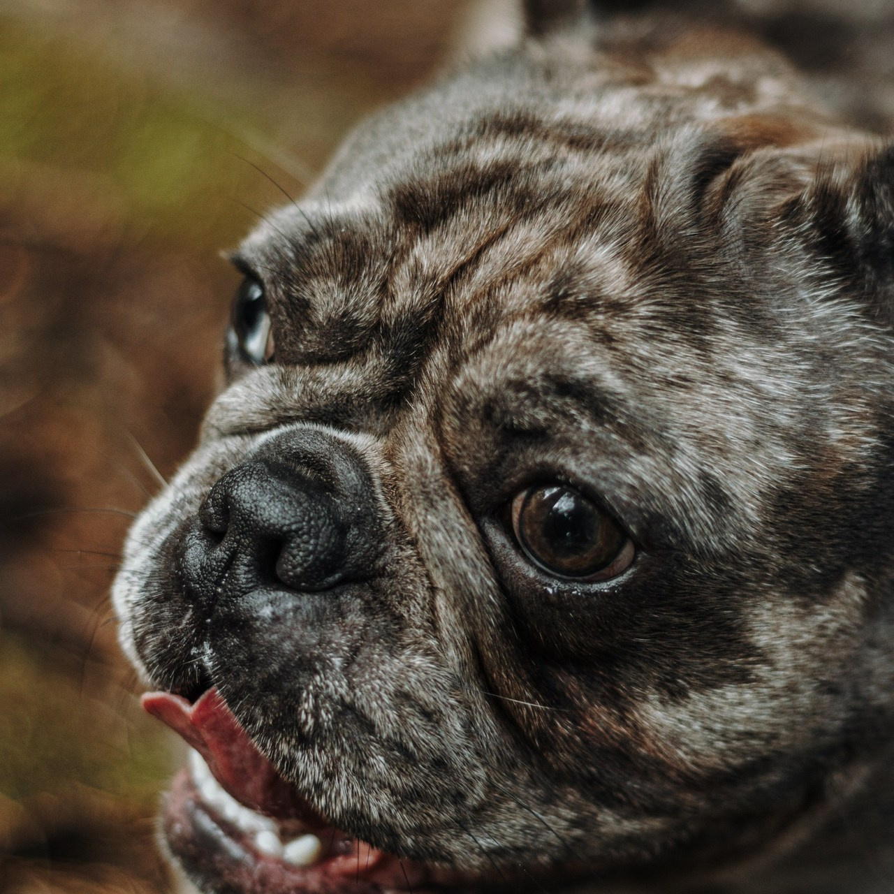 Отзывы. Фотограф-анималист в Санкт-Петербурге