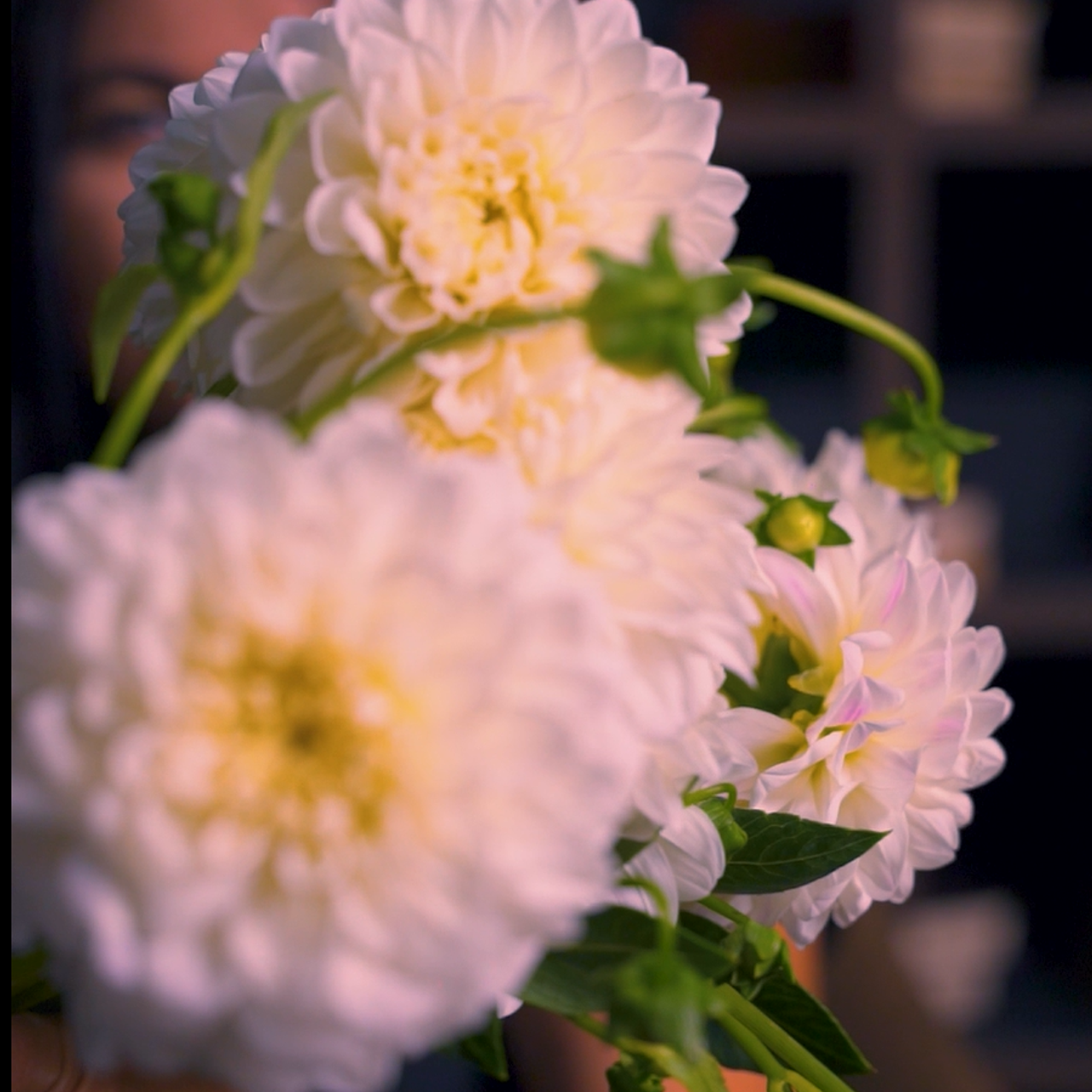 Предметная видеосъемка цветов для маркетплейсов Ozon и Wildberries