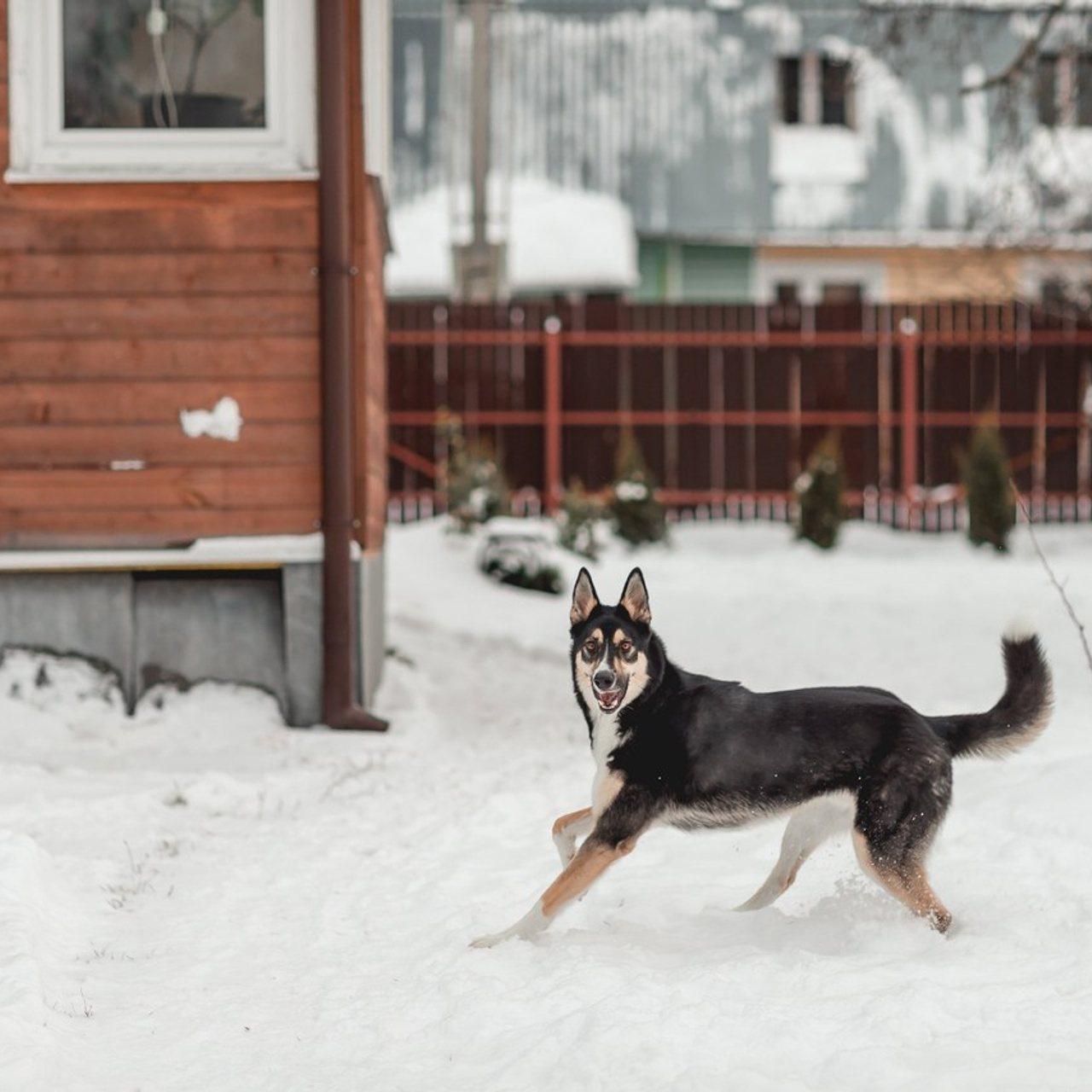 Отзывы. Семейный фотограф анималист Мария Крючкова