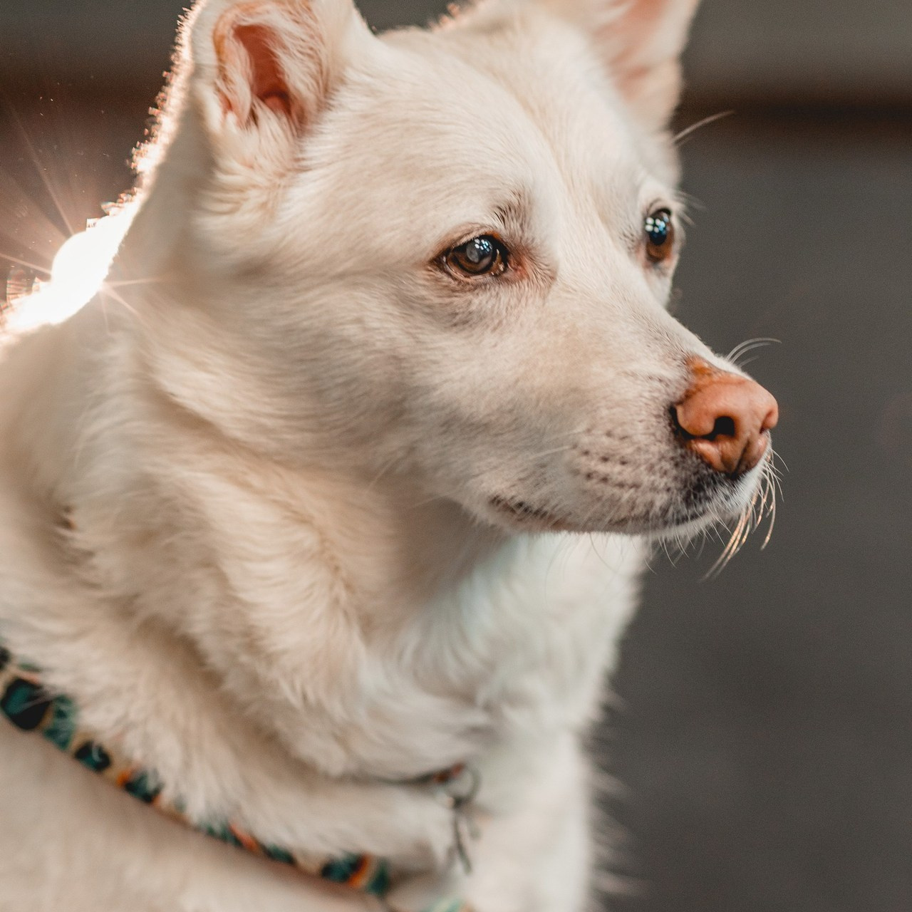 Отзывы. Семейный фотограф анималист Мария Крючкова