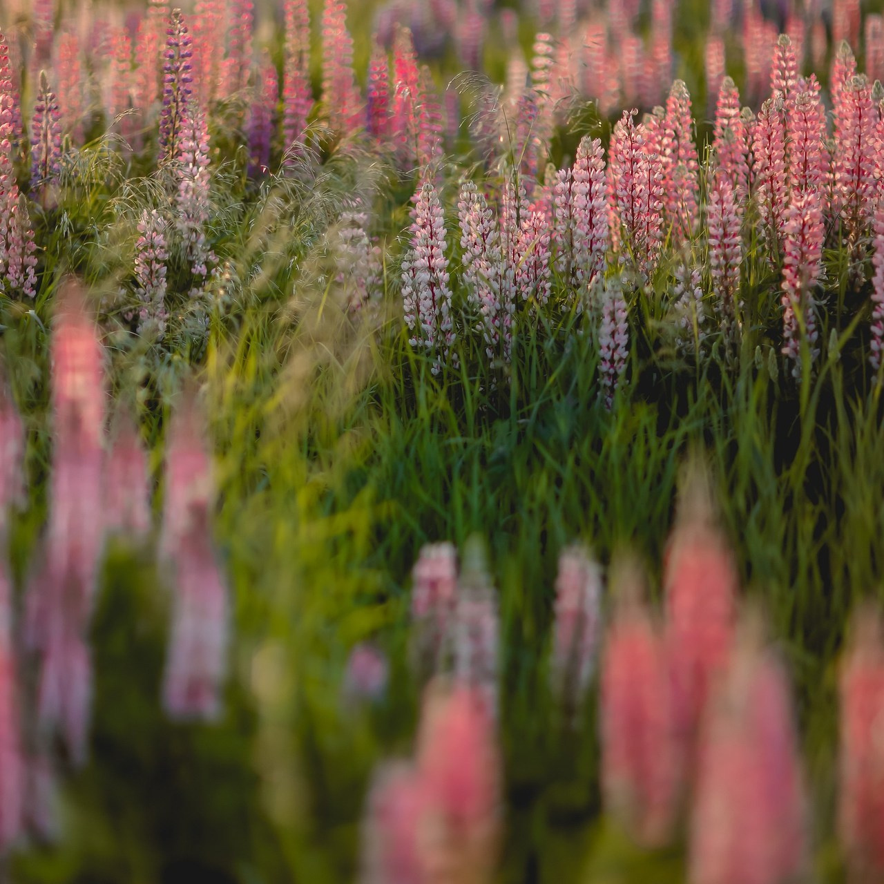 Отзывы. Семейный фотограф анималист Мария Крючкова