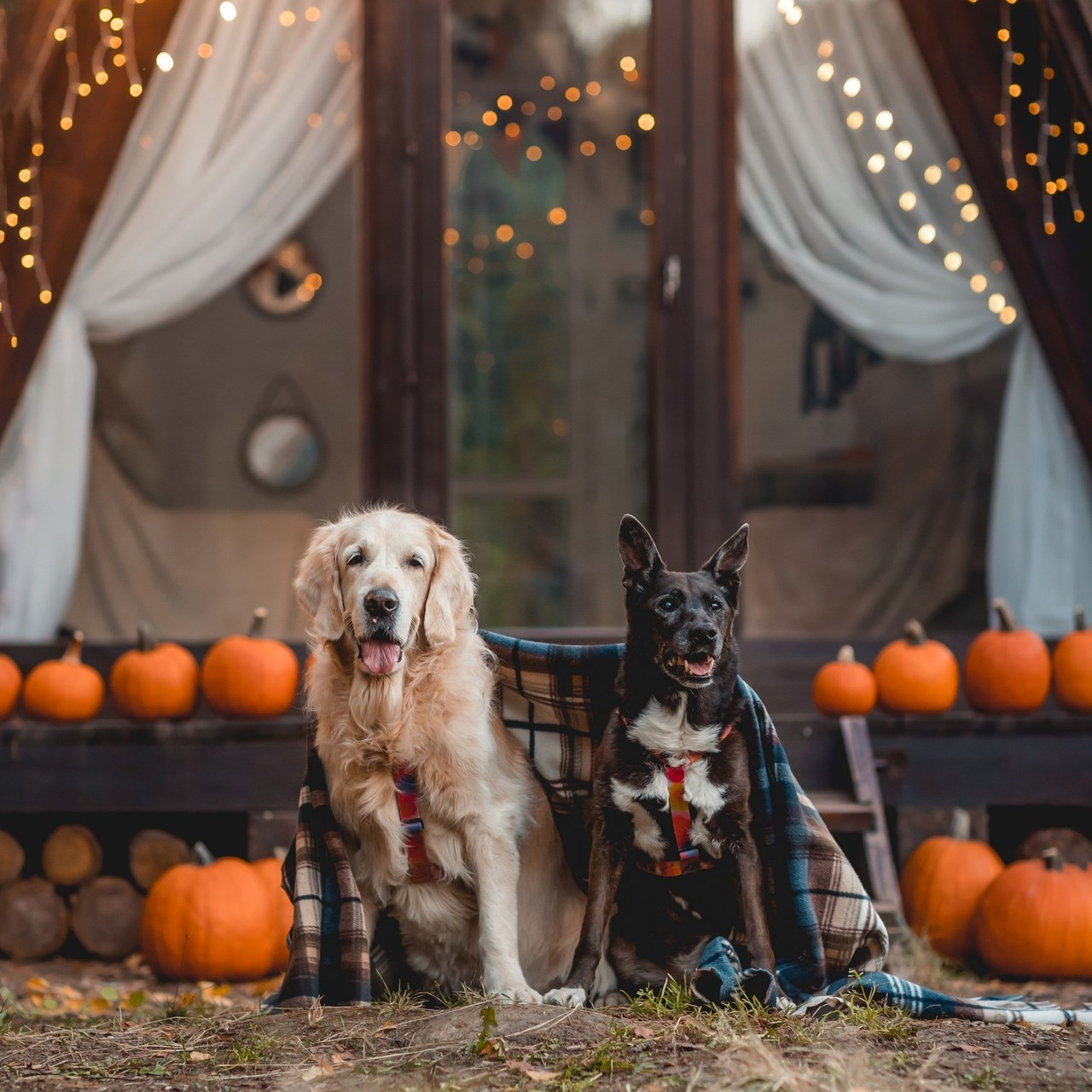 Отзывы. Семейный фотограф анималист Мария Крючкова