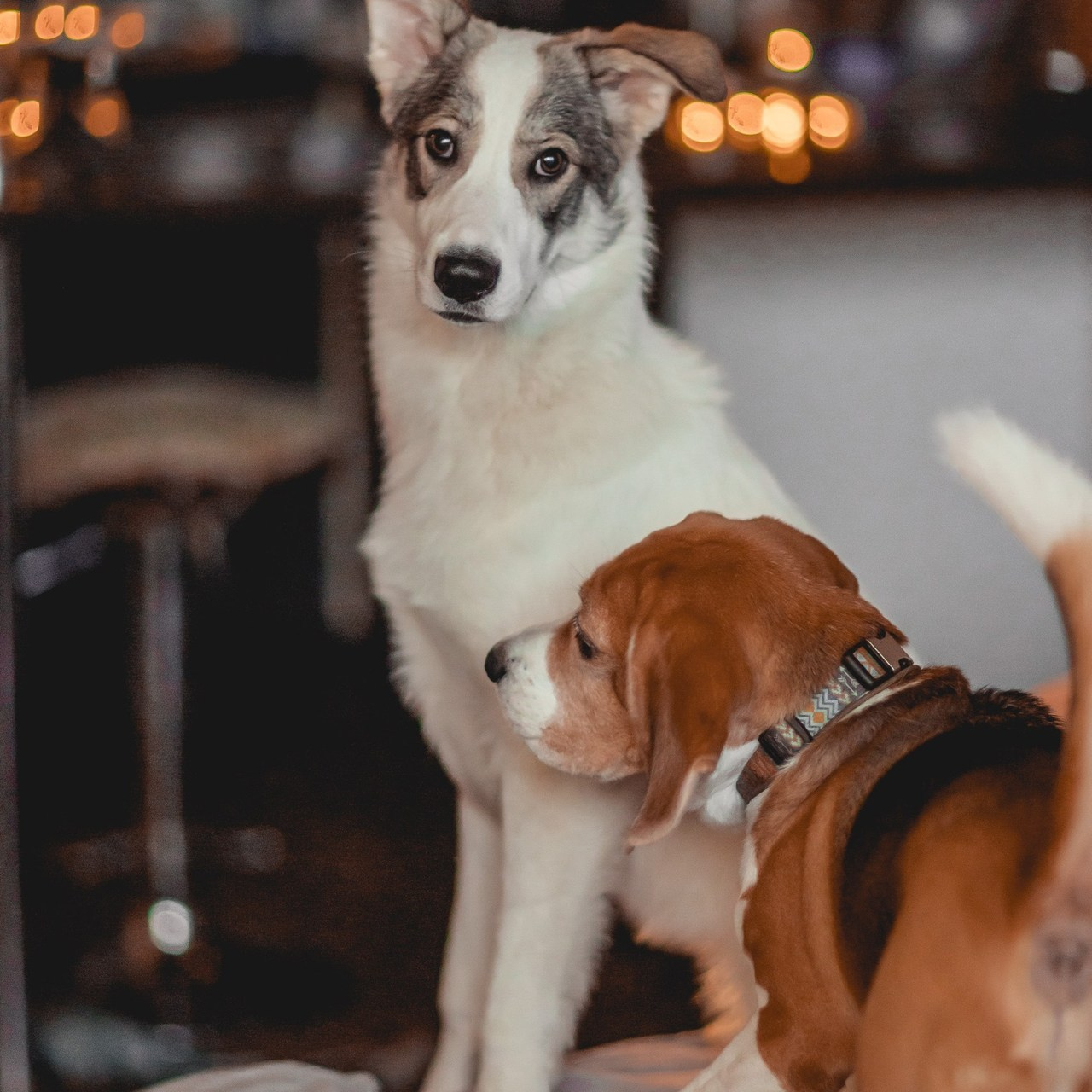 Отзывы. Семейный фотограф анималист Мария Крючкова