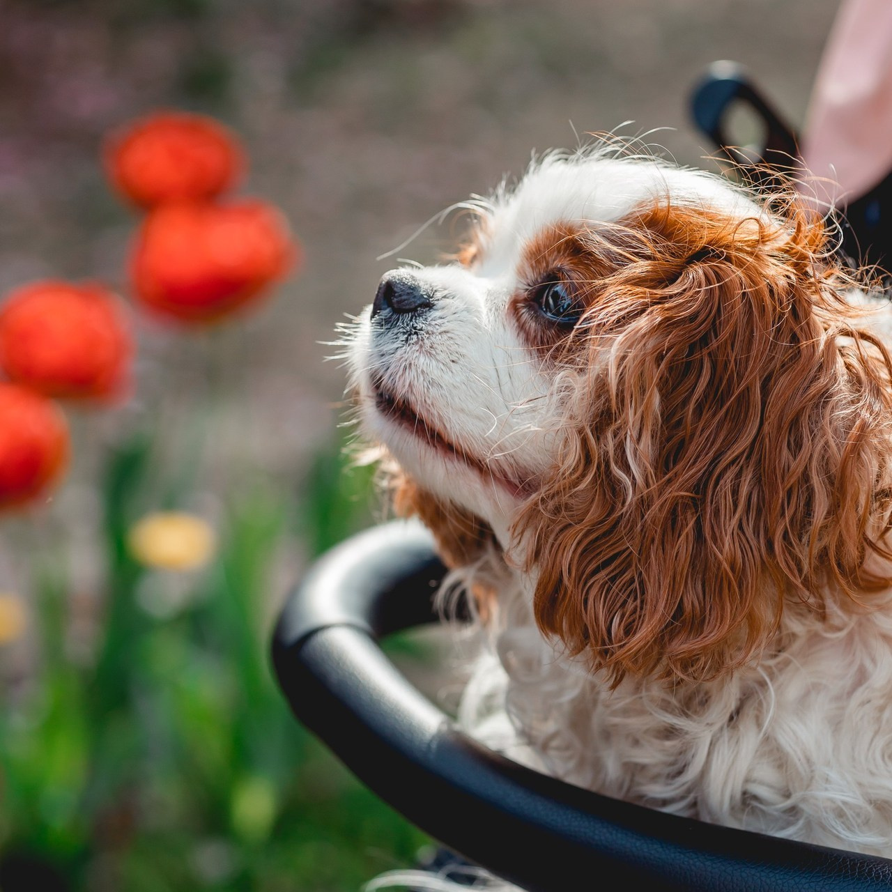 Отзывы. Семейный фотограф анималист Мария Крючкова
