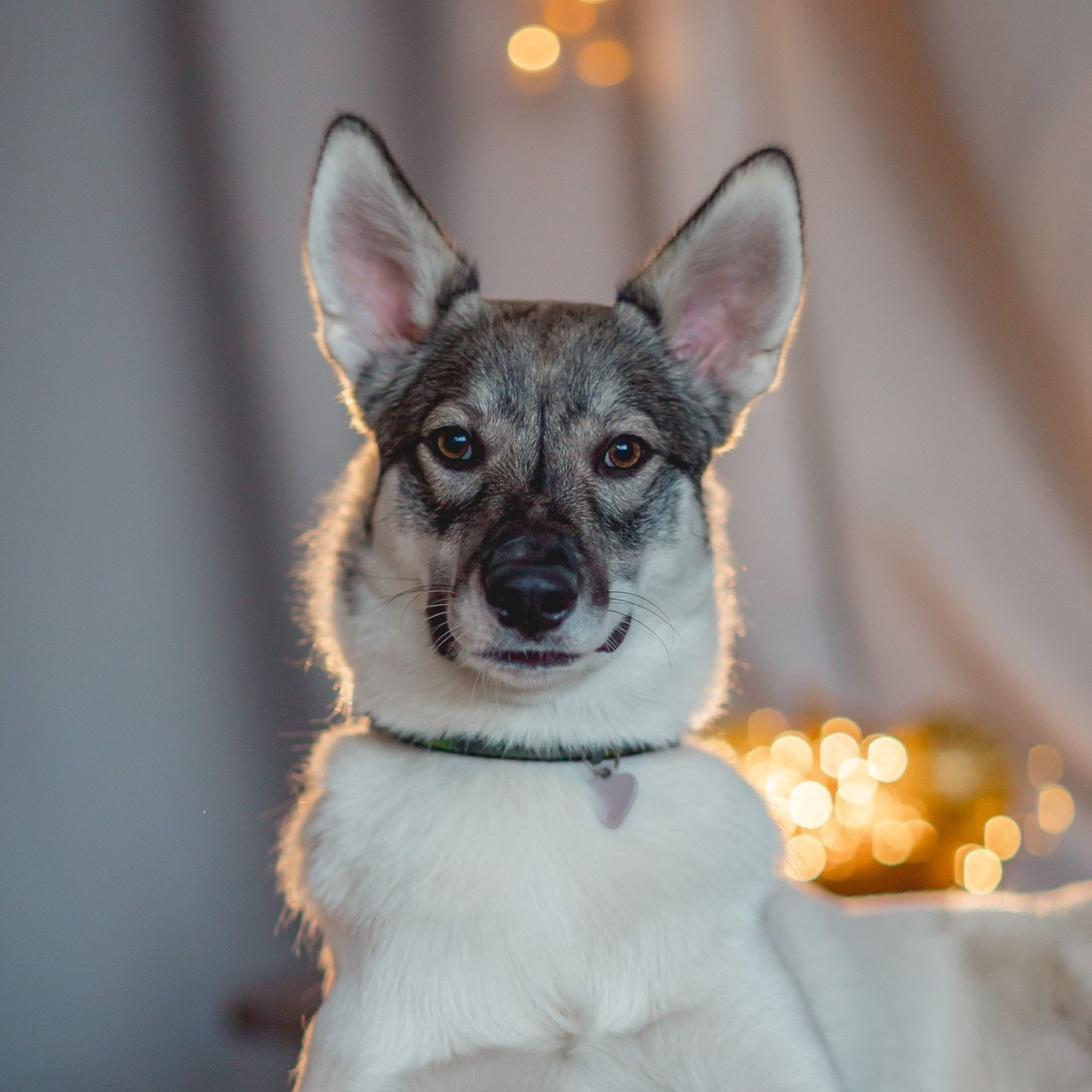 Отзывы. Семейный фотограф анималист Мария Крючкова
