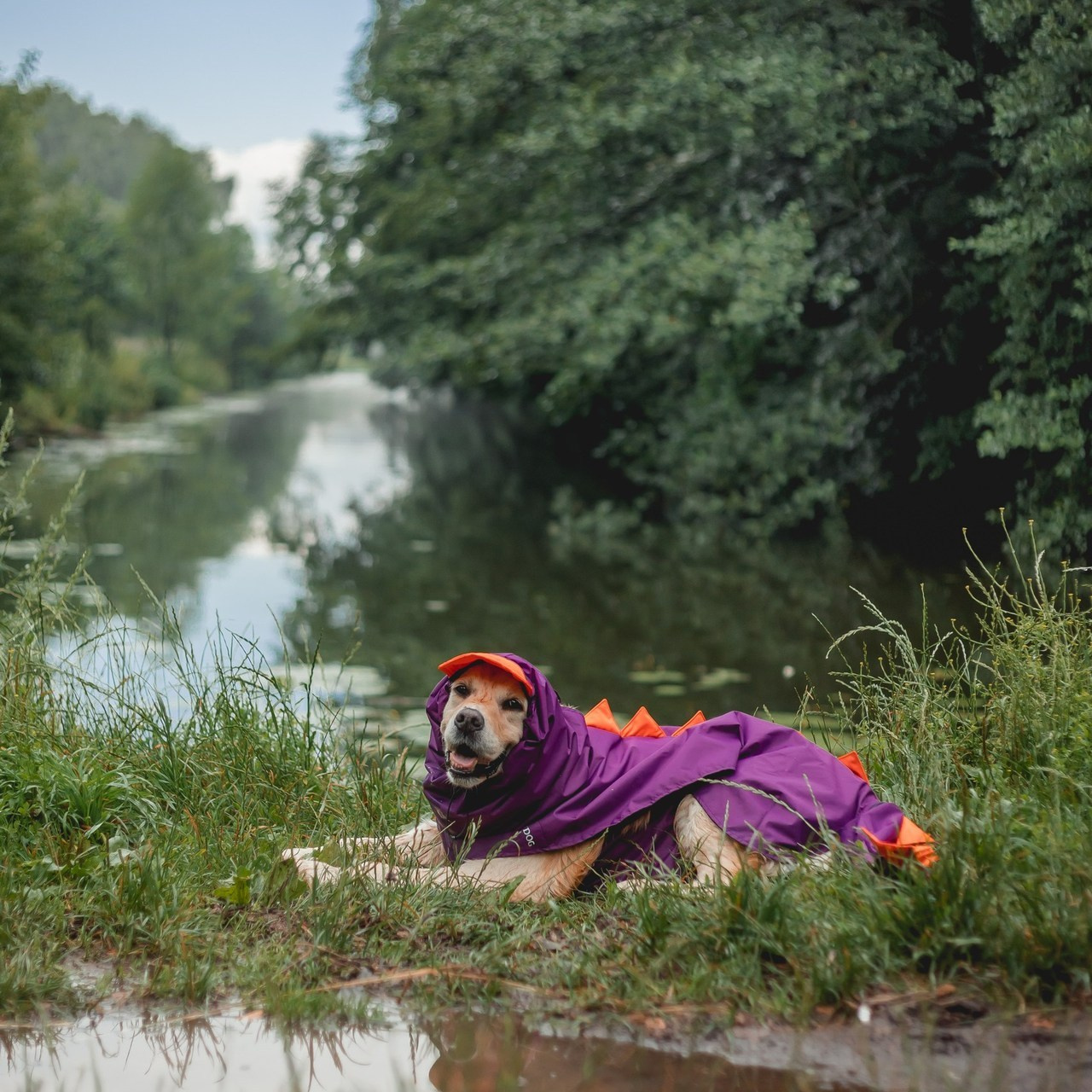 Отзывы. Семейный фотограф анималист Мария Крючкова