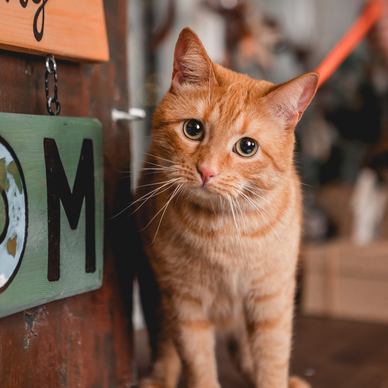 Отзывы. Семейный фотограф анималист Мария Крючкова