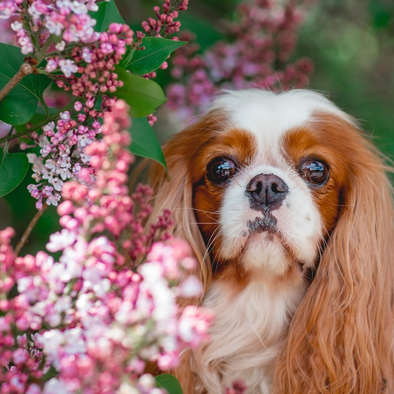 Отзывы. Семейный фотограф анималист Мария Крючкова