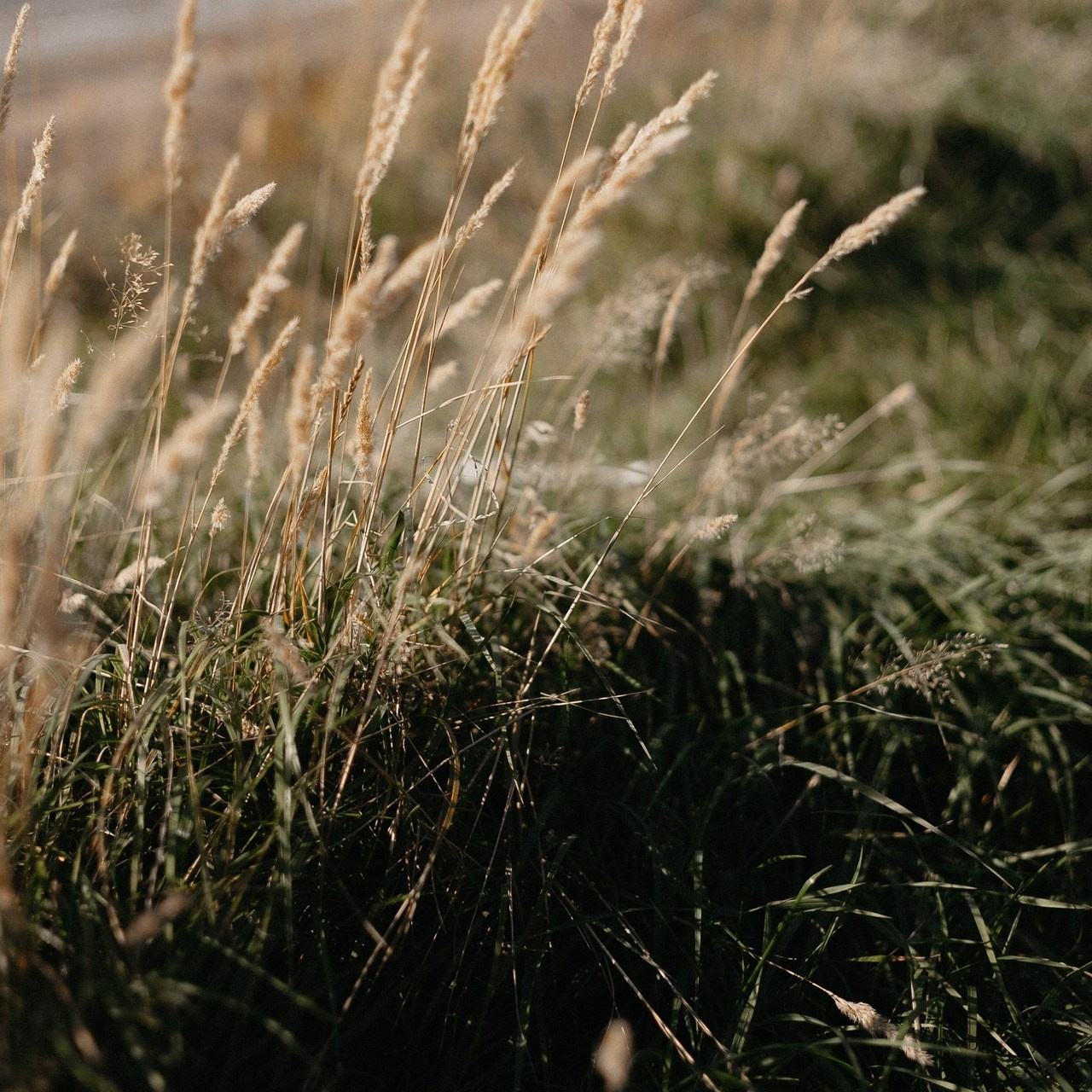 Отзывы. Свадебный и семейный фотограф в Челябинске. Аврамец Анна