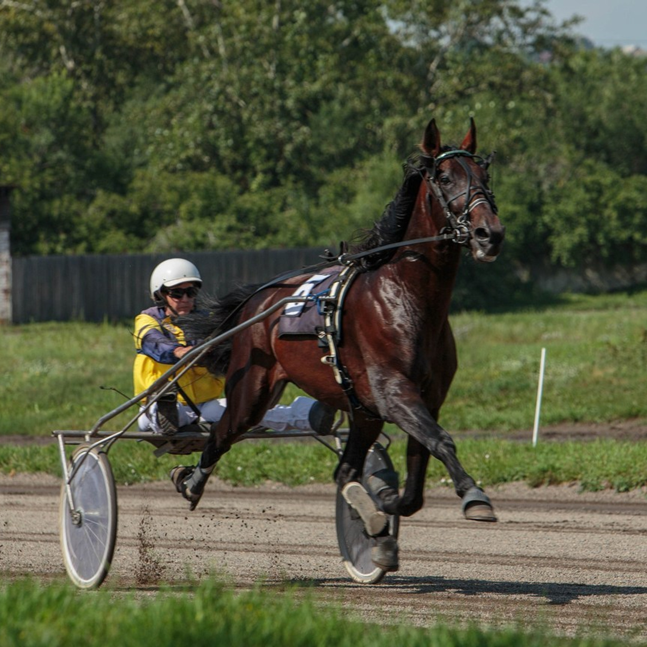 Отзывы. Конный фотограф в Красноярске — Любовь Похабова