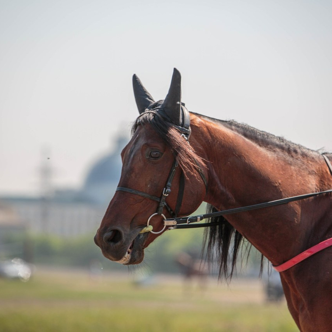 Отзывы. Конный фотограф в Красноярске — Любовь Похабова