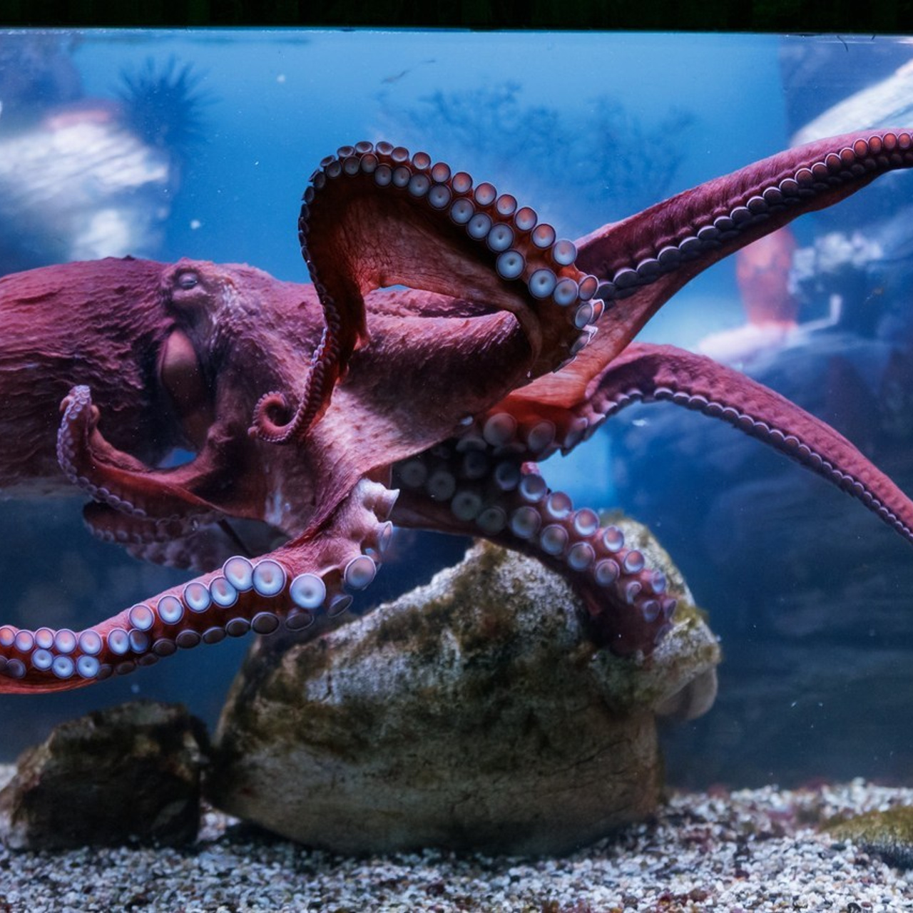 Отзывы. Светский фотограф — Анисина Ирина