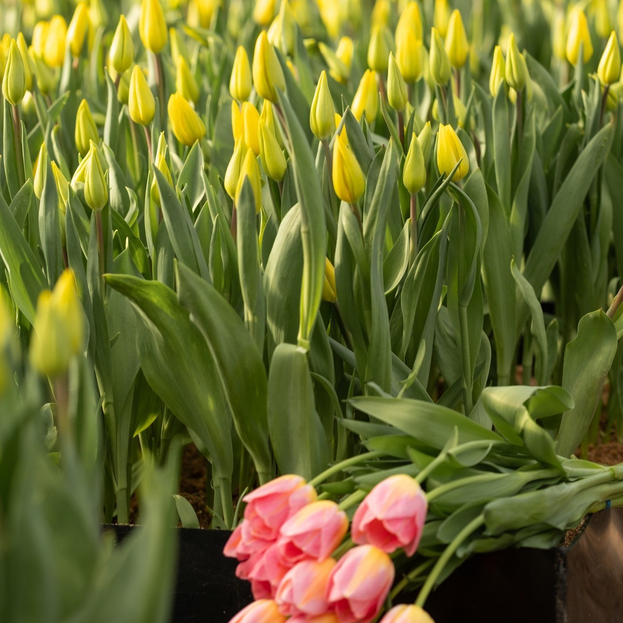 Отзывы. Фотограф Ирина Мищенко в В.Новгороде и Санкт-Петербурге