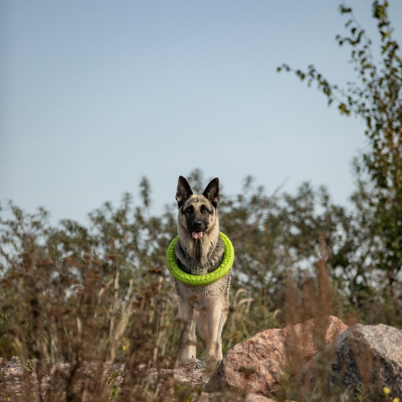 Отзывы. Ася Пчелинцева, фотограф в СПб и ЛО