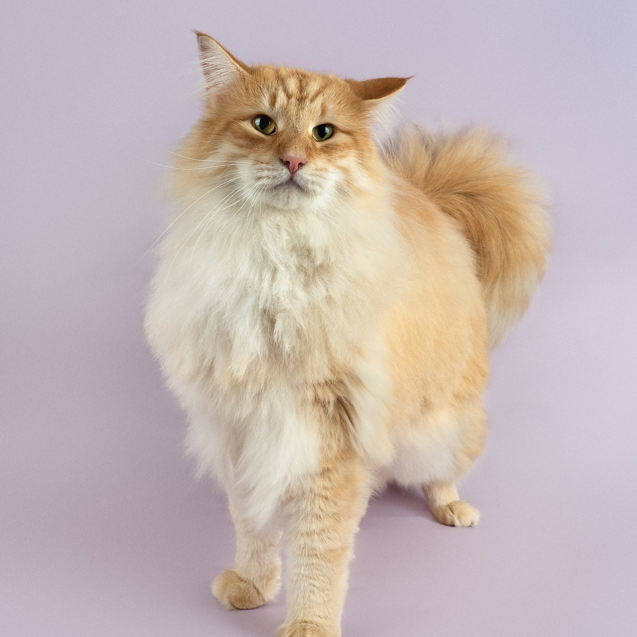 Отзывы. Сайт портфолио двух профессиональных фотографов