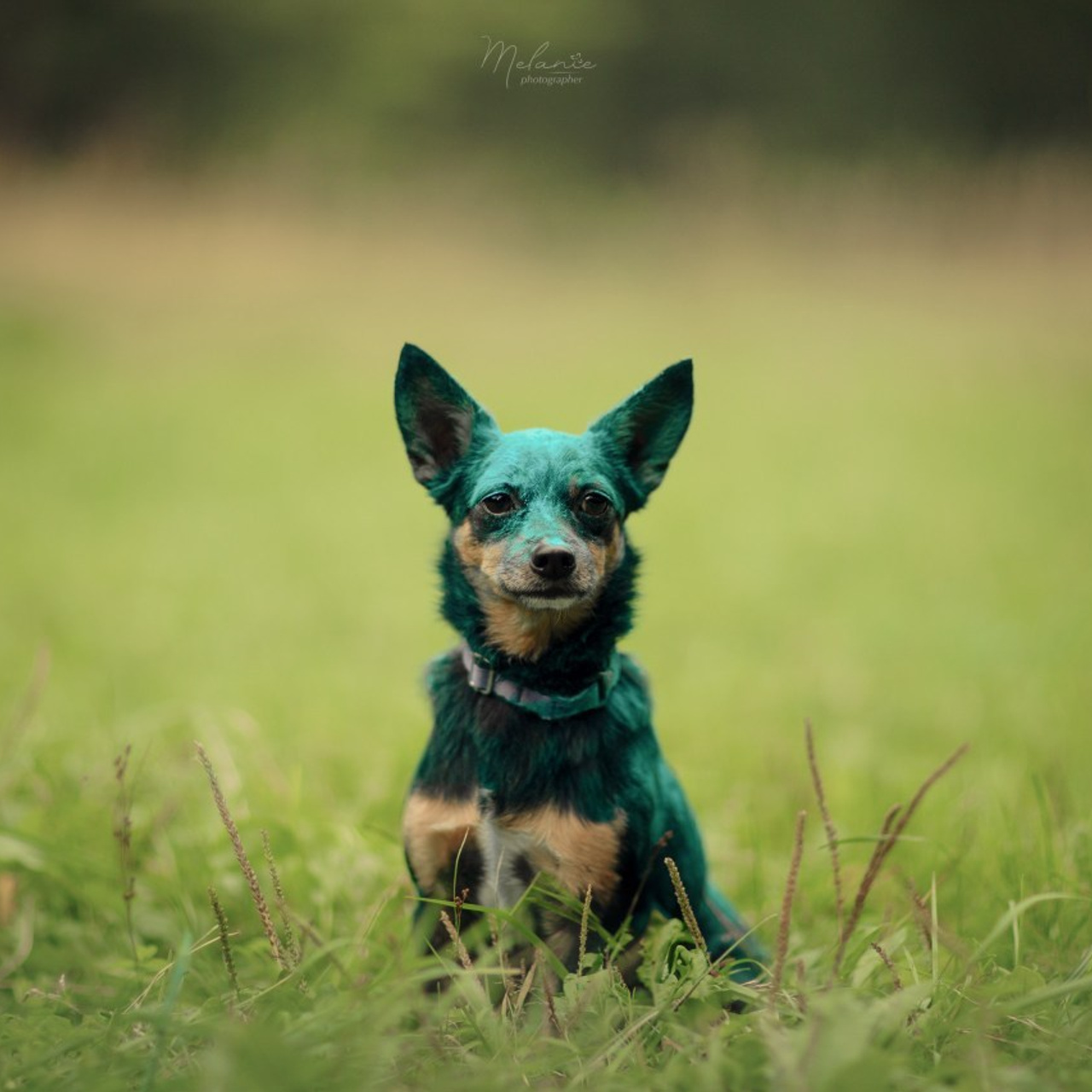 Отзывы. Фотограф-анималист в Москве Дорн Мелани