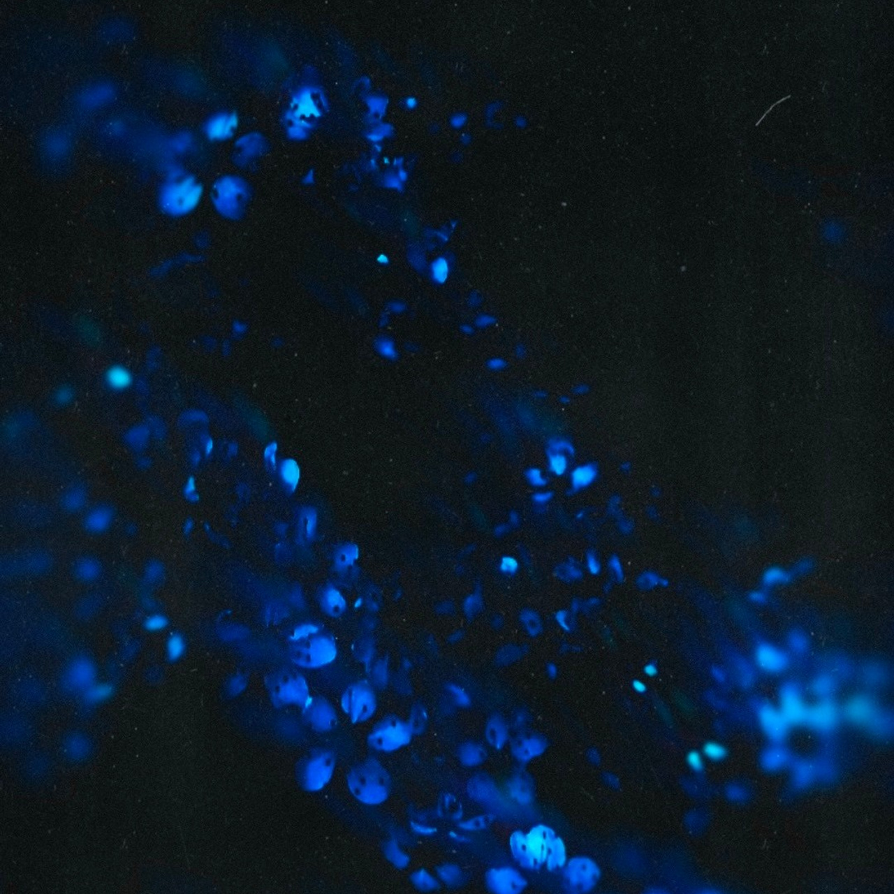 MY BLUE. Ширяева Ольга