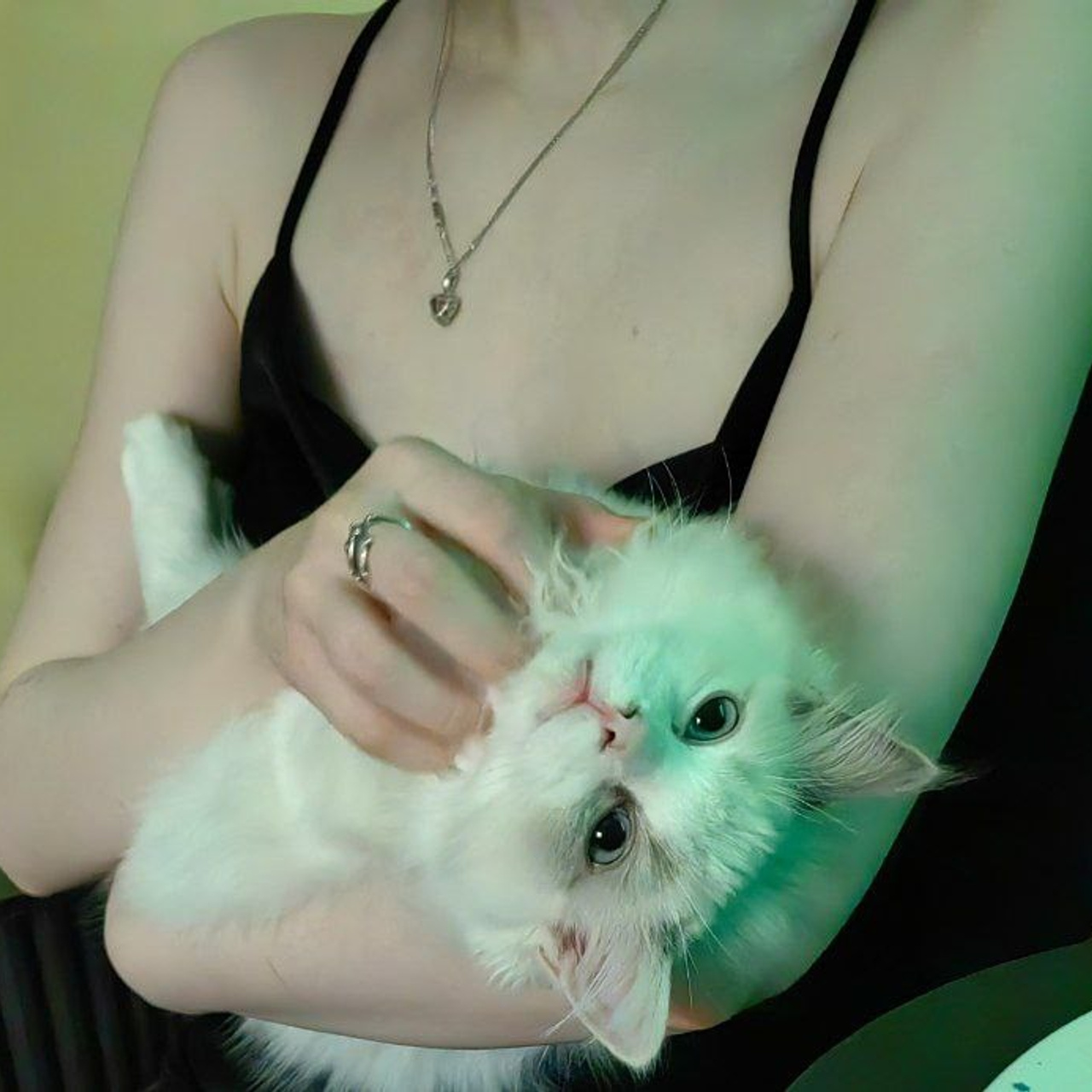 Отзывы о питомнике Loyal Adore. Питомник рэгдолл Loyal Adore