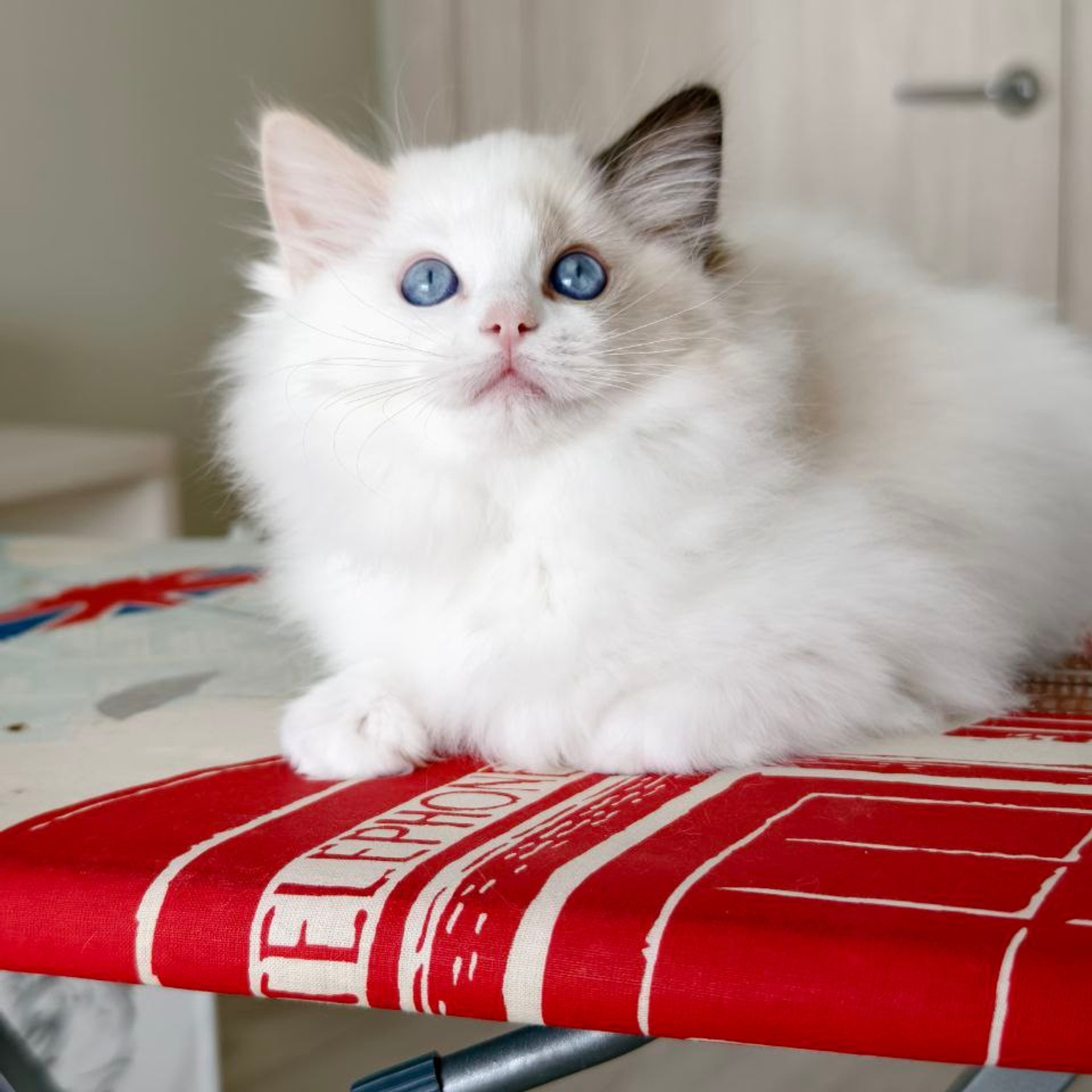 Отзывы о питомнике Loyal Adore. Питомник рэгдолл Loyal Adore