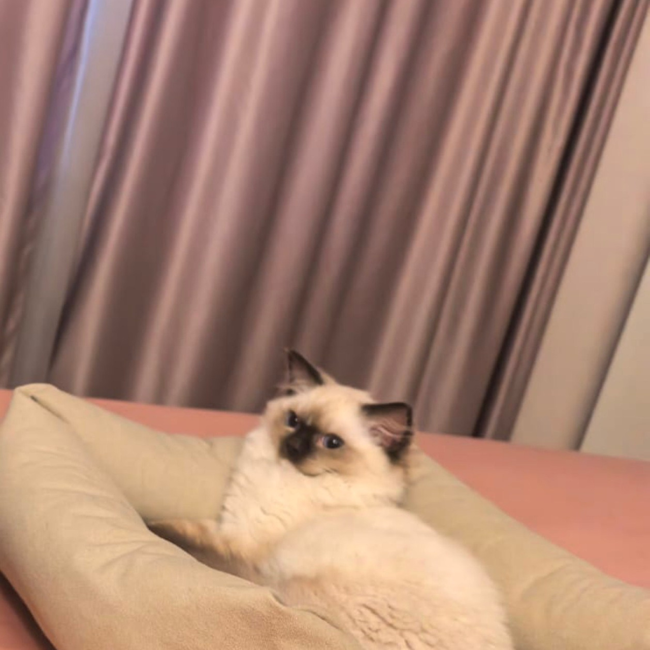 Отзывы о питомнике Loyal Adore. Питомник рэгдолл Loyal Adore