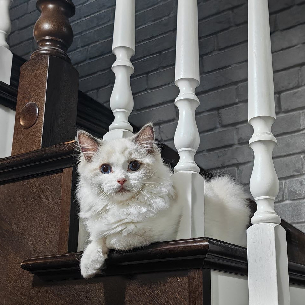 Отзывы о питомнике Loyal Adore. Питомник рэгдолл Loyal Adore