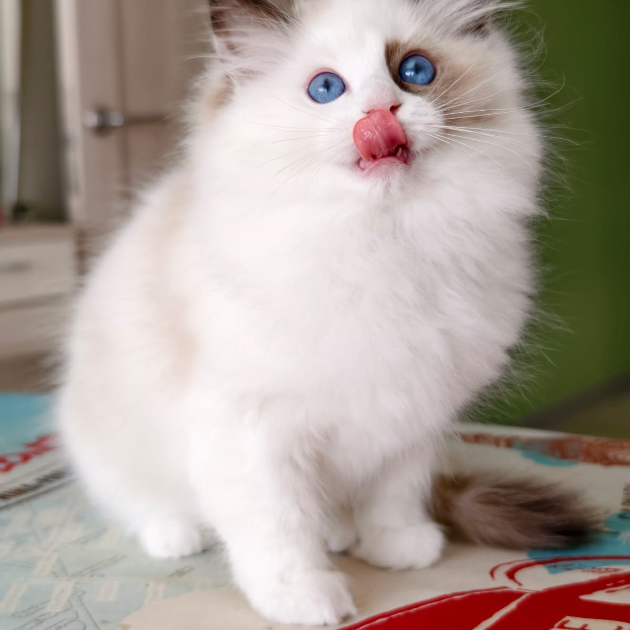 Отзывы о питомнике Loyal Adore. Питомник рэгдолл Loyal Adore