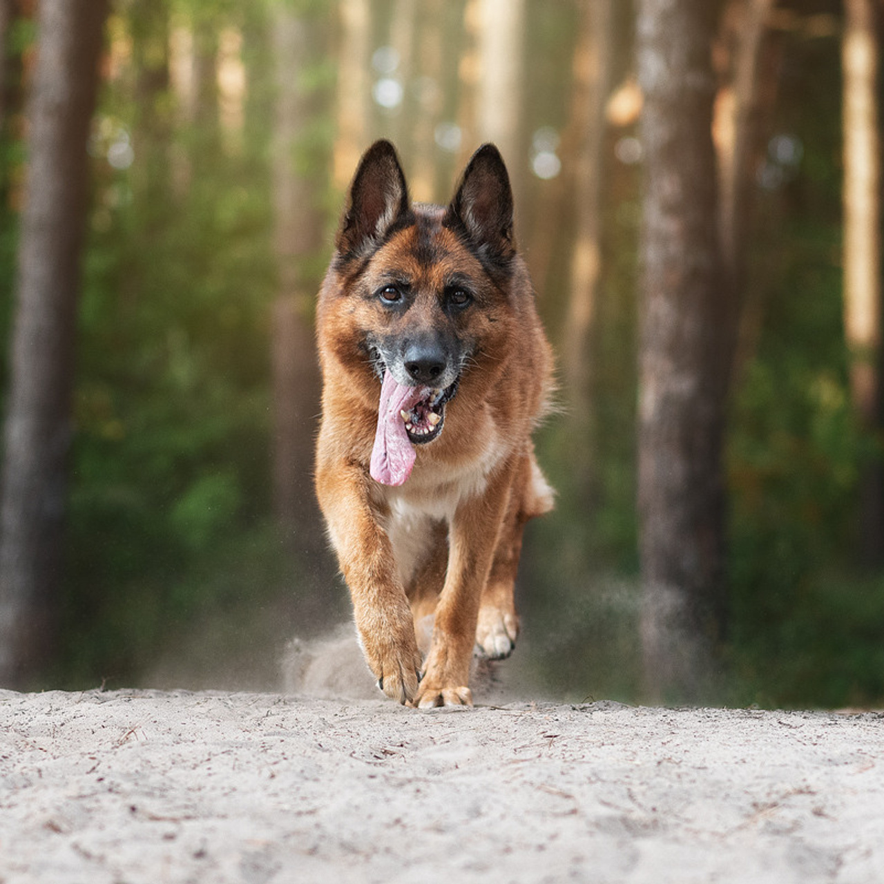 Отзывы. Фотограф-анималист Крутиков Евгений