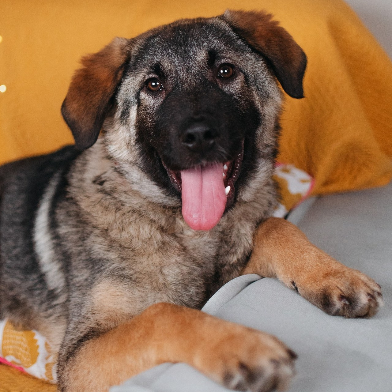 Отзывы. Фотограф-анималист Валерия, Москва, Мытищи