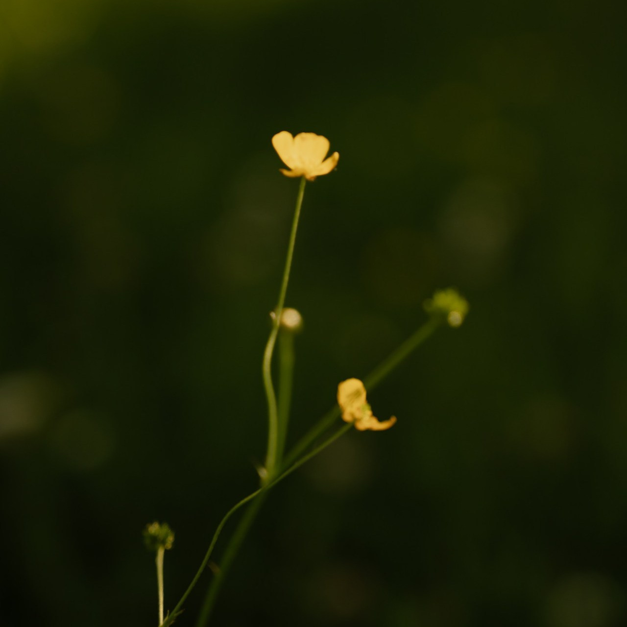 Отзывы. Ваш свадебный и семейный фотограф