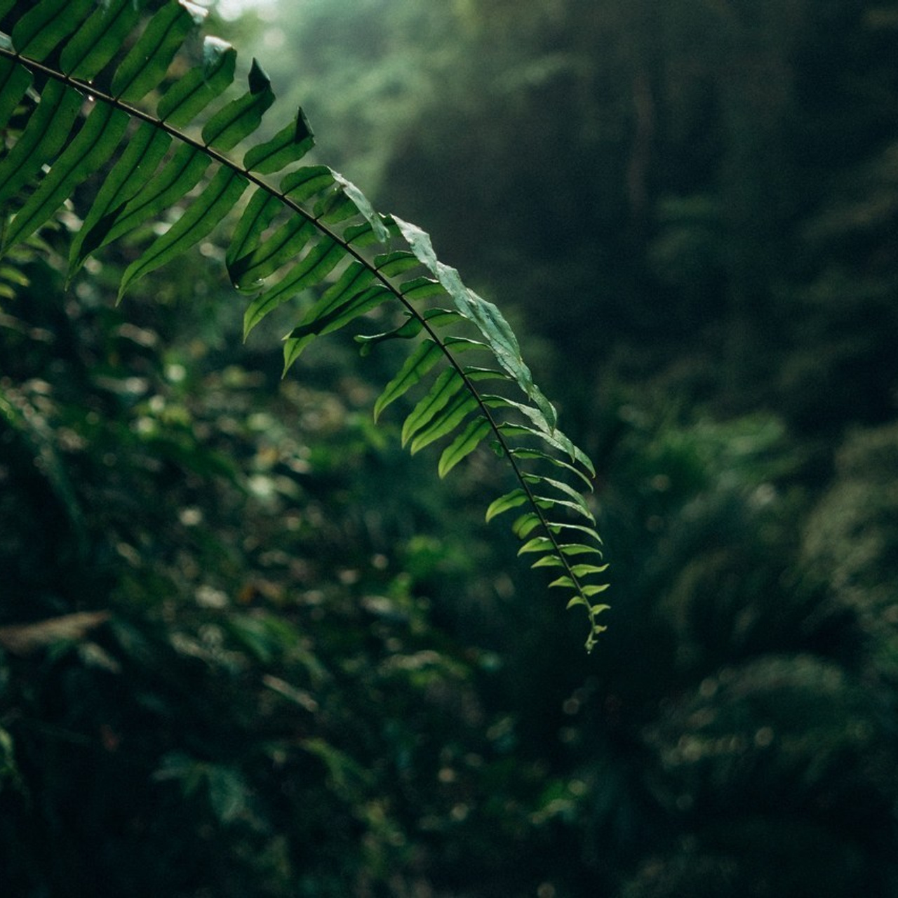 Отзывы. Фотограф Бали