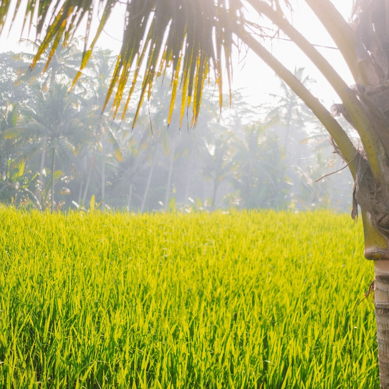 Отзывы. Фотограф Бали