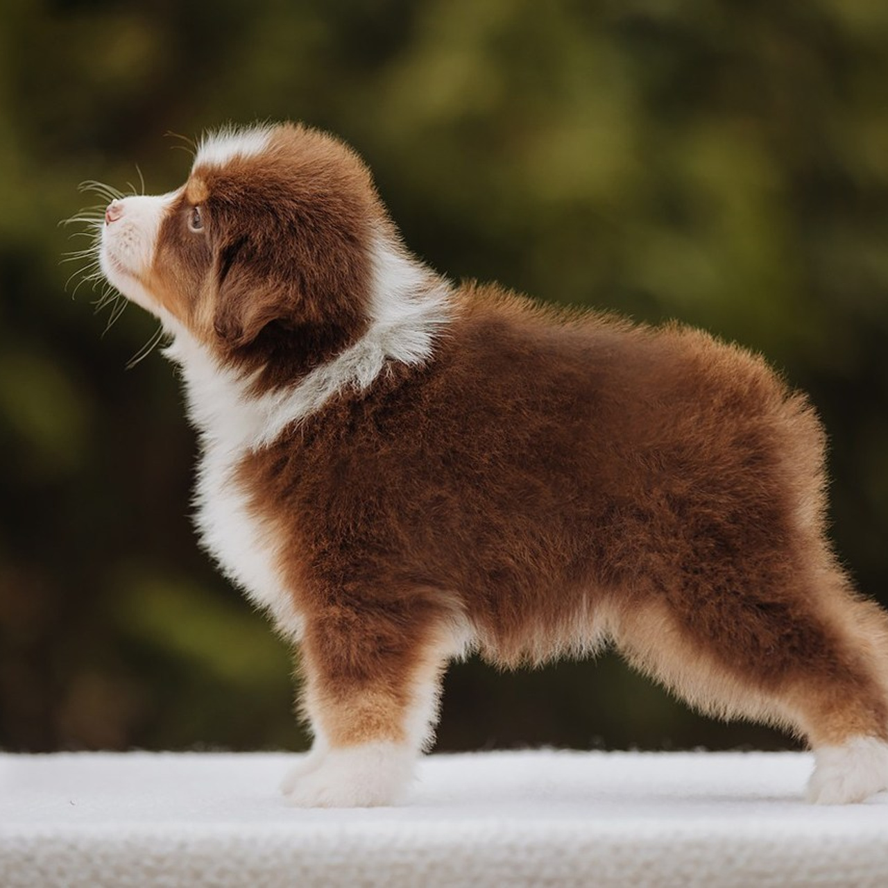 Отзывы. Фотограф Ксения Ресси