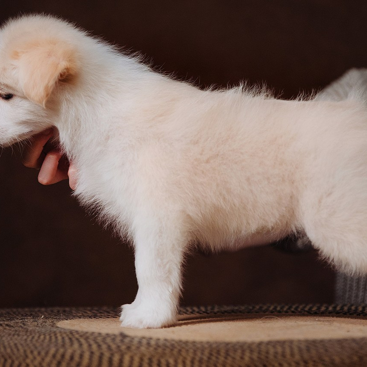 Отзывы. Фотограф Ксения Ресси